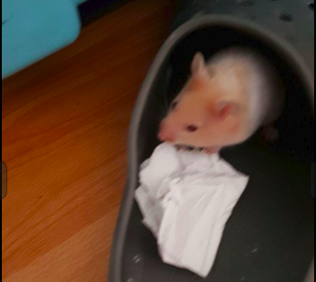 hamster